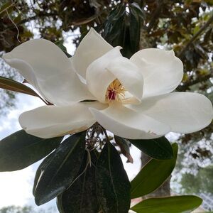 Meet your Posher, Mom’s Closet